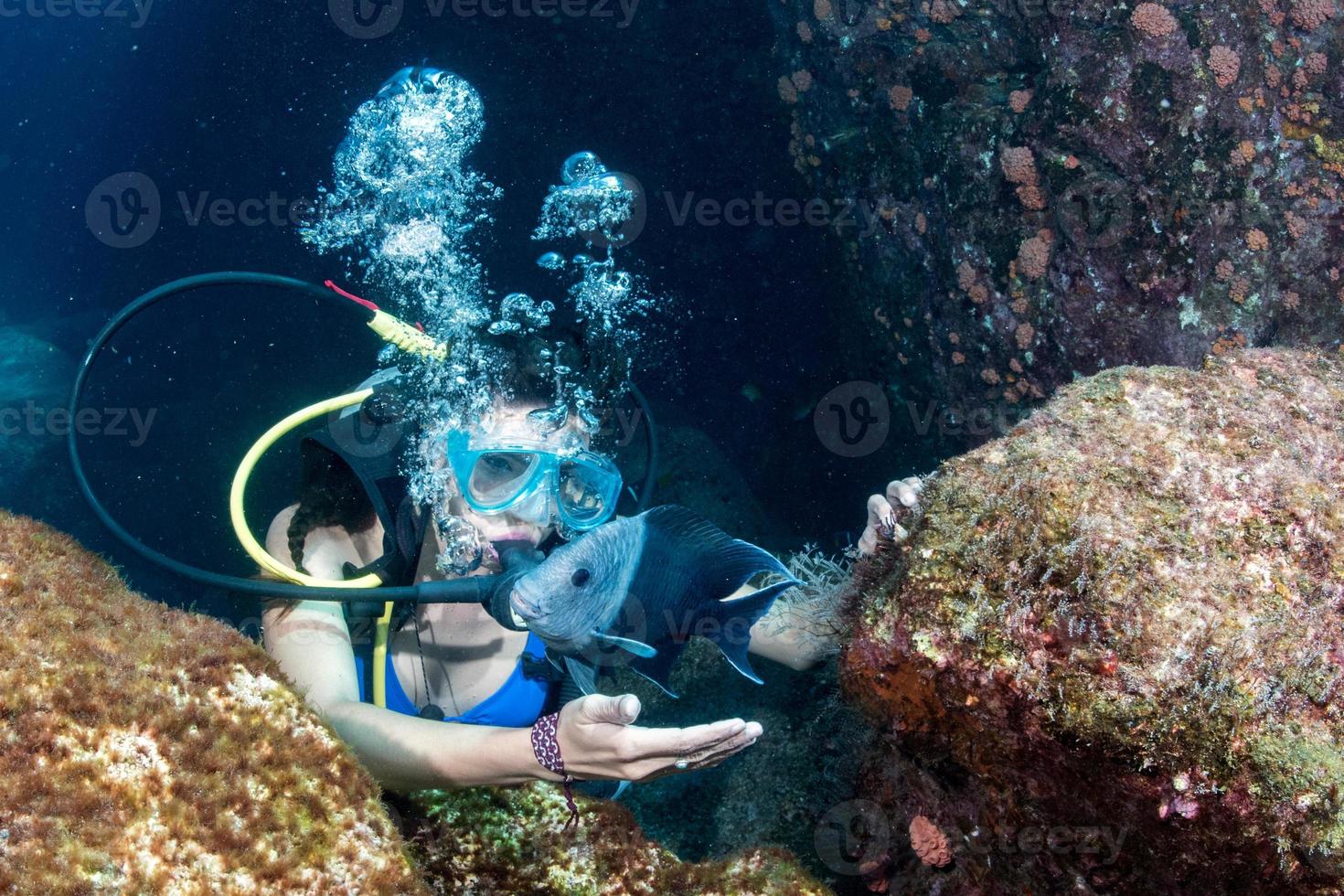 bellissimo latina tuffatore ragazza mentre toccante un' pesce foto