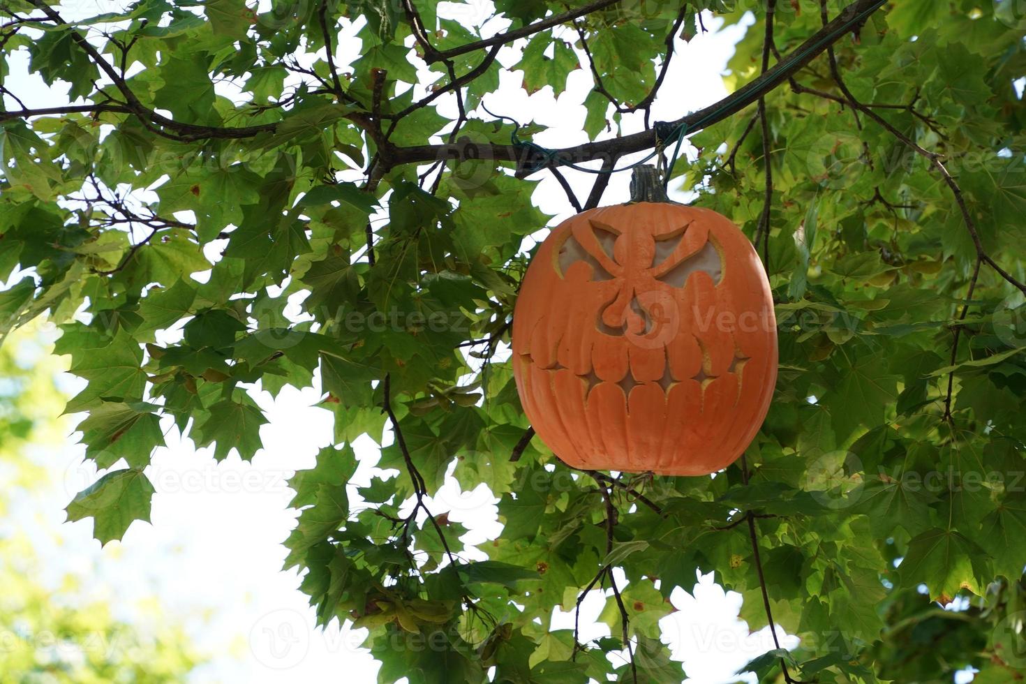 lavorato Halloween zucca sospeso da un un' albero foto