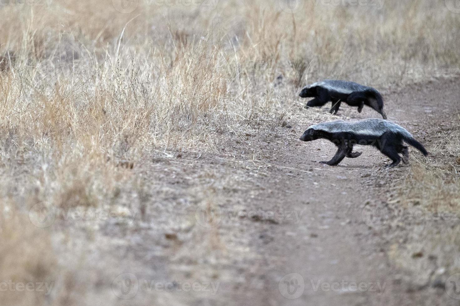 miele tasso nel kruger parco Sud Africa foto