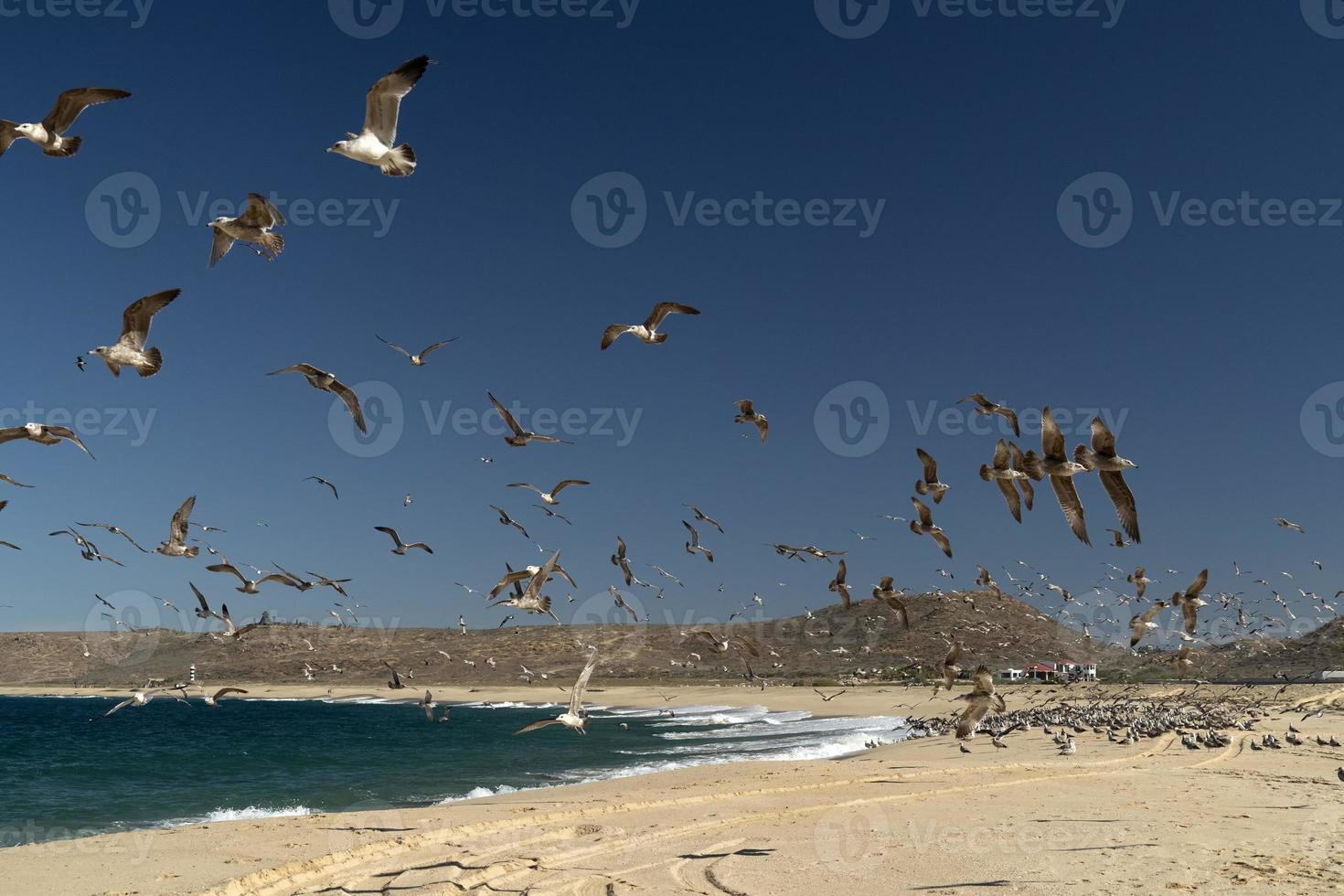 pellicano gabbiano molti uccelli nel baja California spiaggia Messico foto