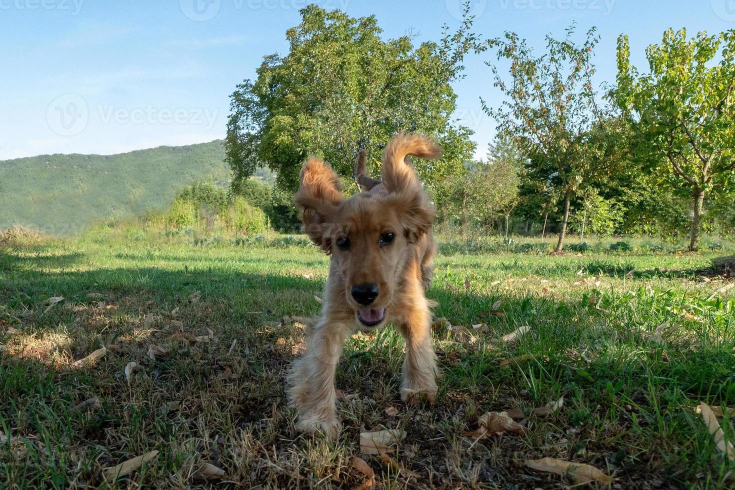 cucciolo cane cocker spaniel in esecuzione su erba foto