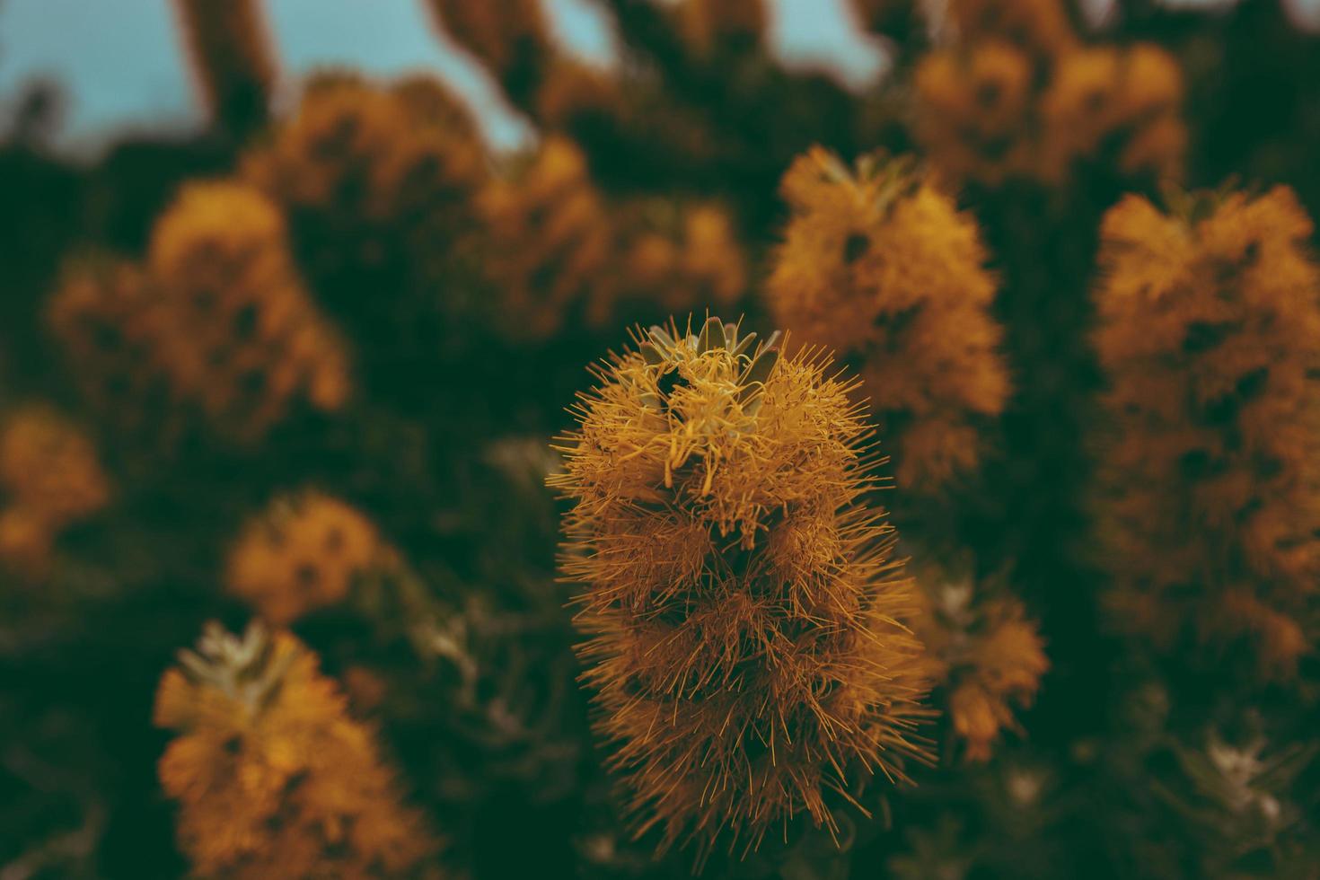 fiori gialli a grappolo con petali foto