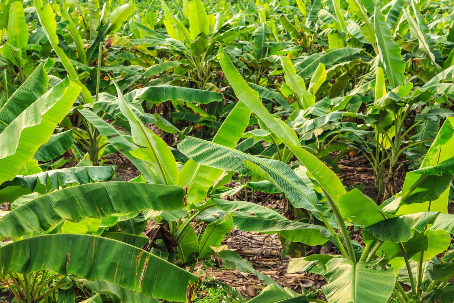 alberi di banane in una piantagione di banane foto