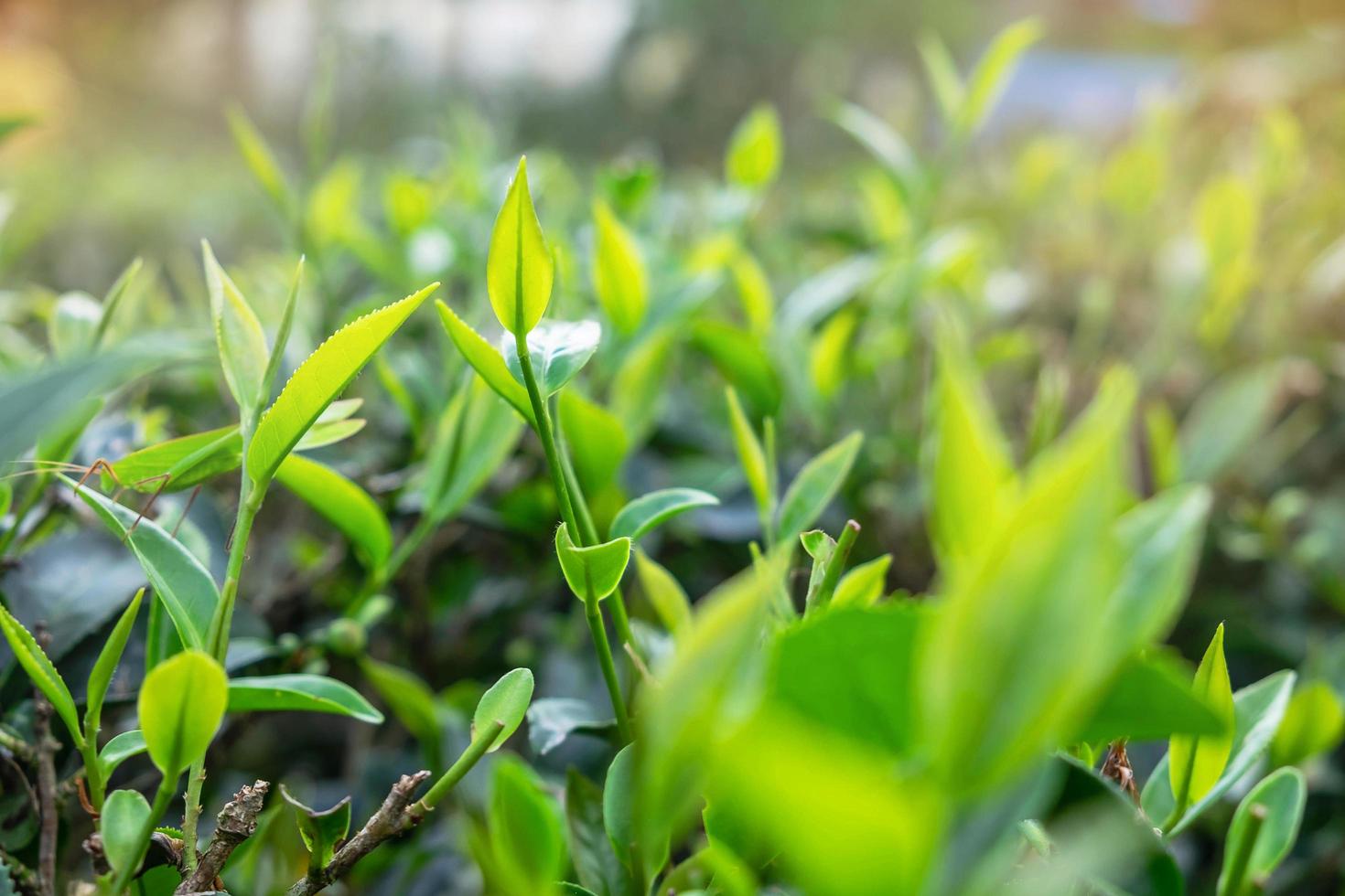 foglie di tè verde foto