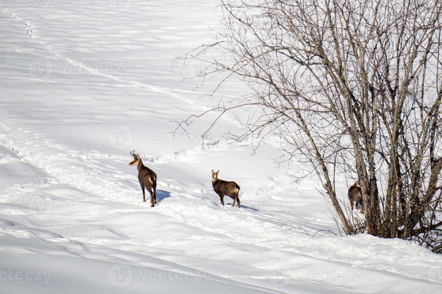 camoscio cervo su bianca neve nel inverno foto