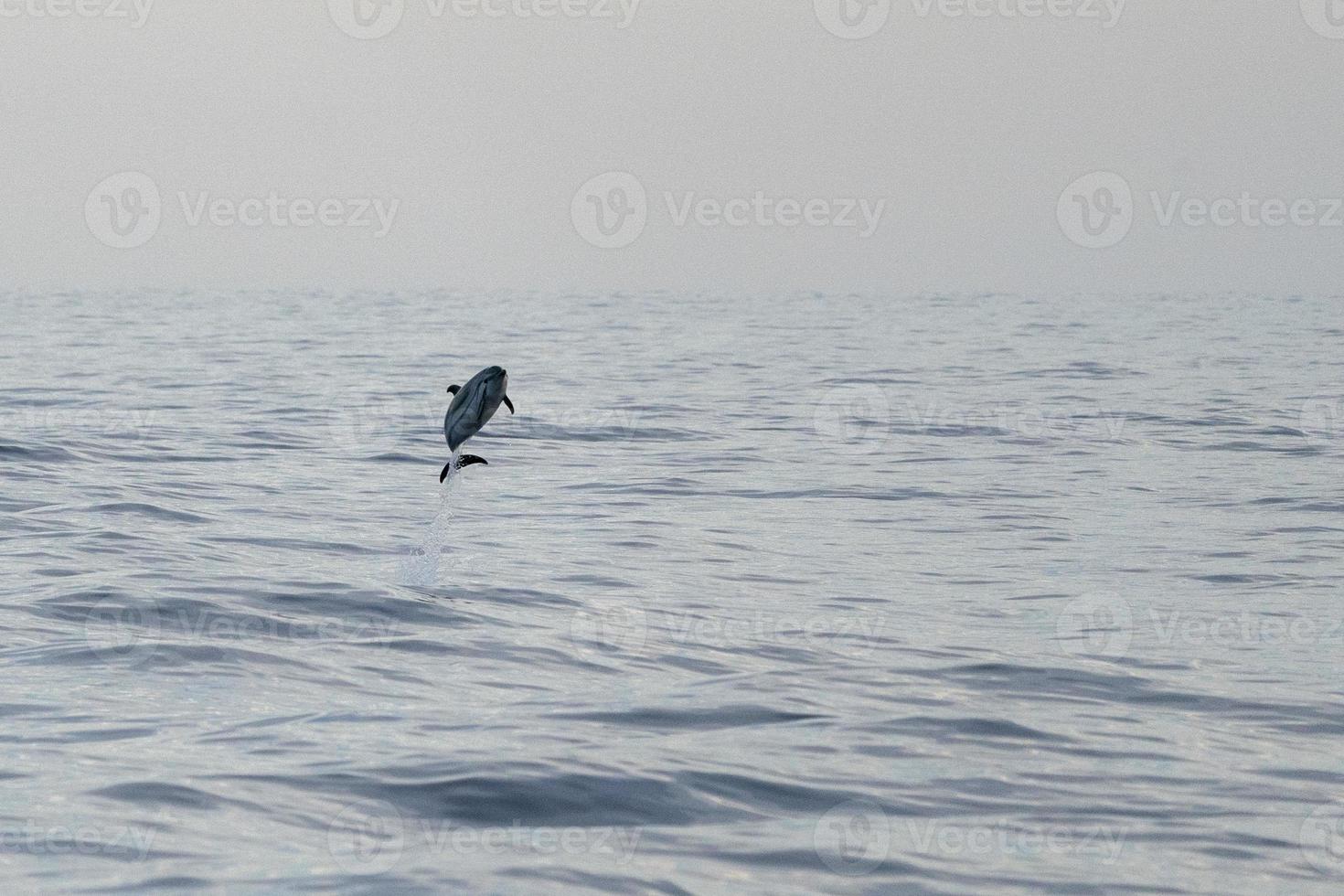 a strisce delfino saltare nel a tramonto foto