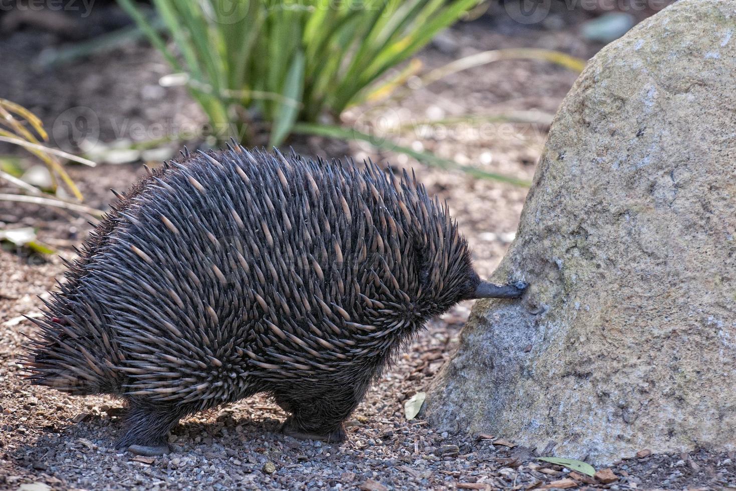 echidna australiano endemico animale foto