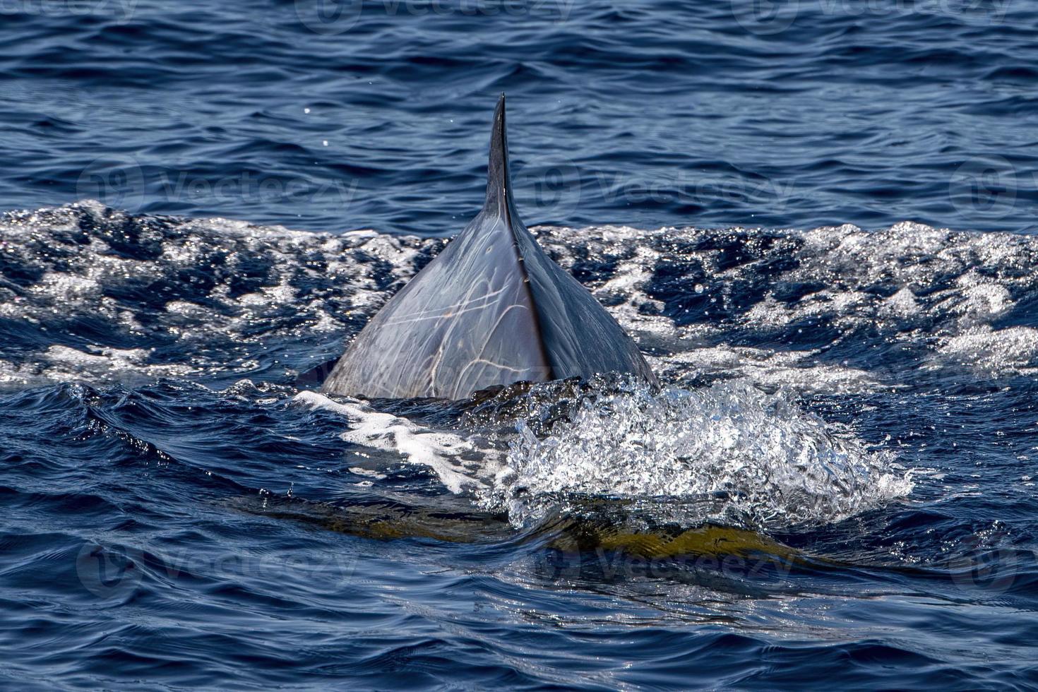 cuvier becco balena nel mediterraneo ligure mare foto