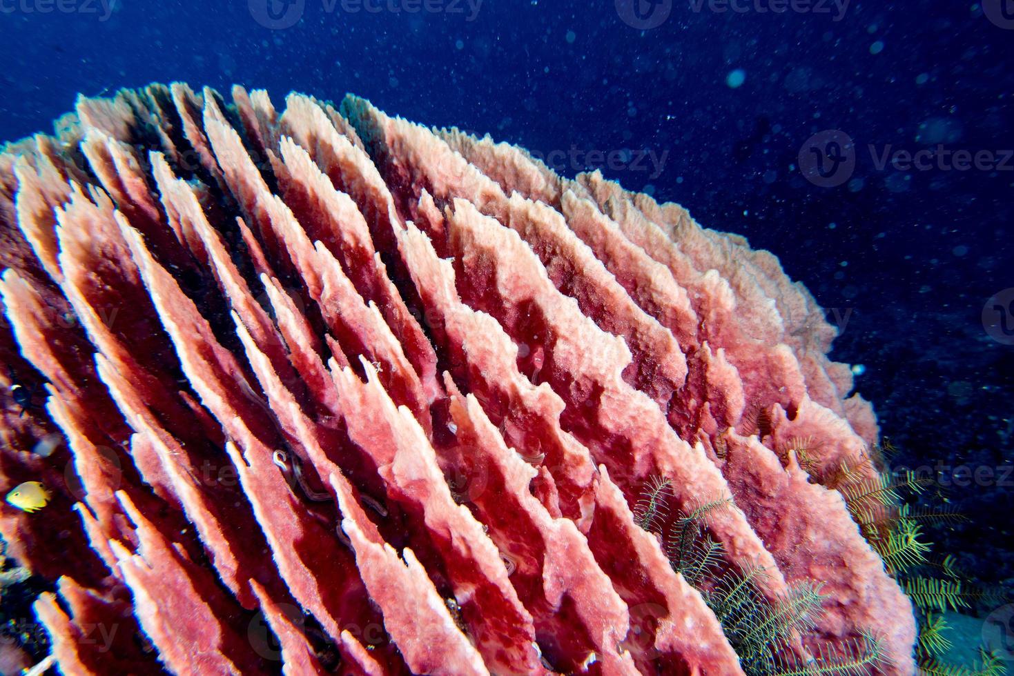 gigante spugna nel il blu sfondo mentre divinazione Indonesia foto