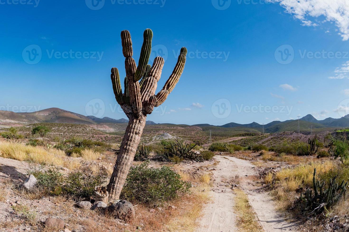 California gigante deserto cactus vicino su foto