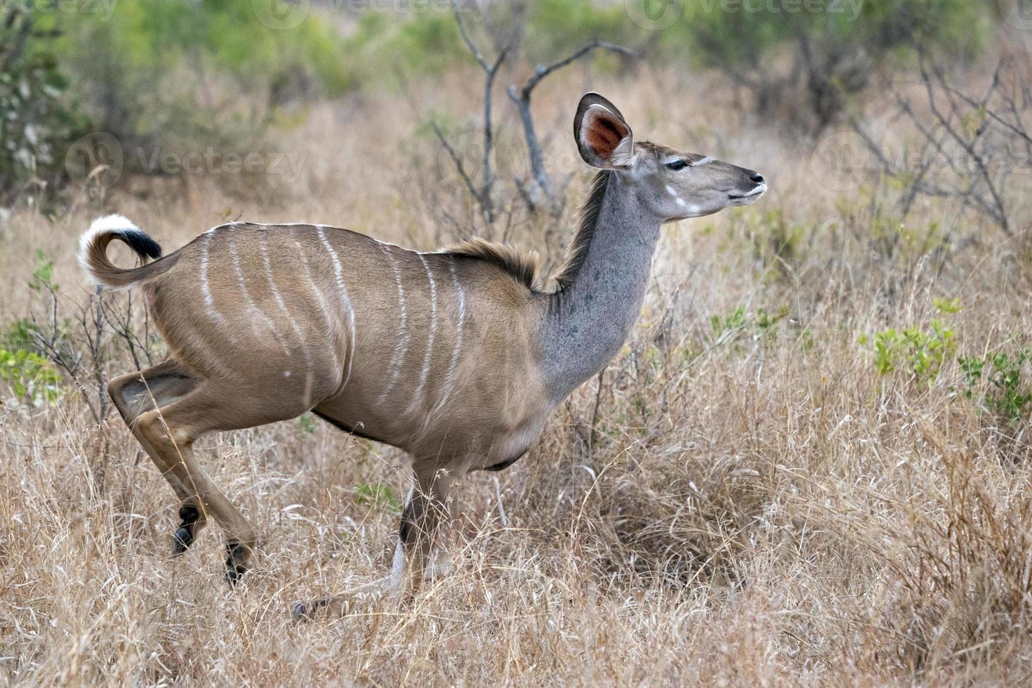 maggiore kudu africano antilope in esecuzione nel kruger parco foto