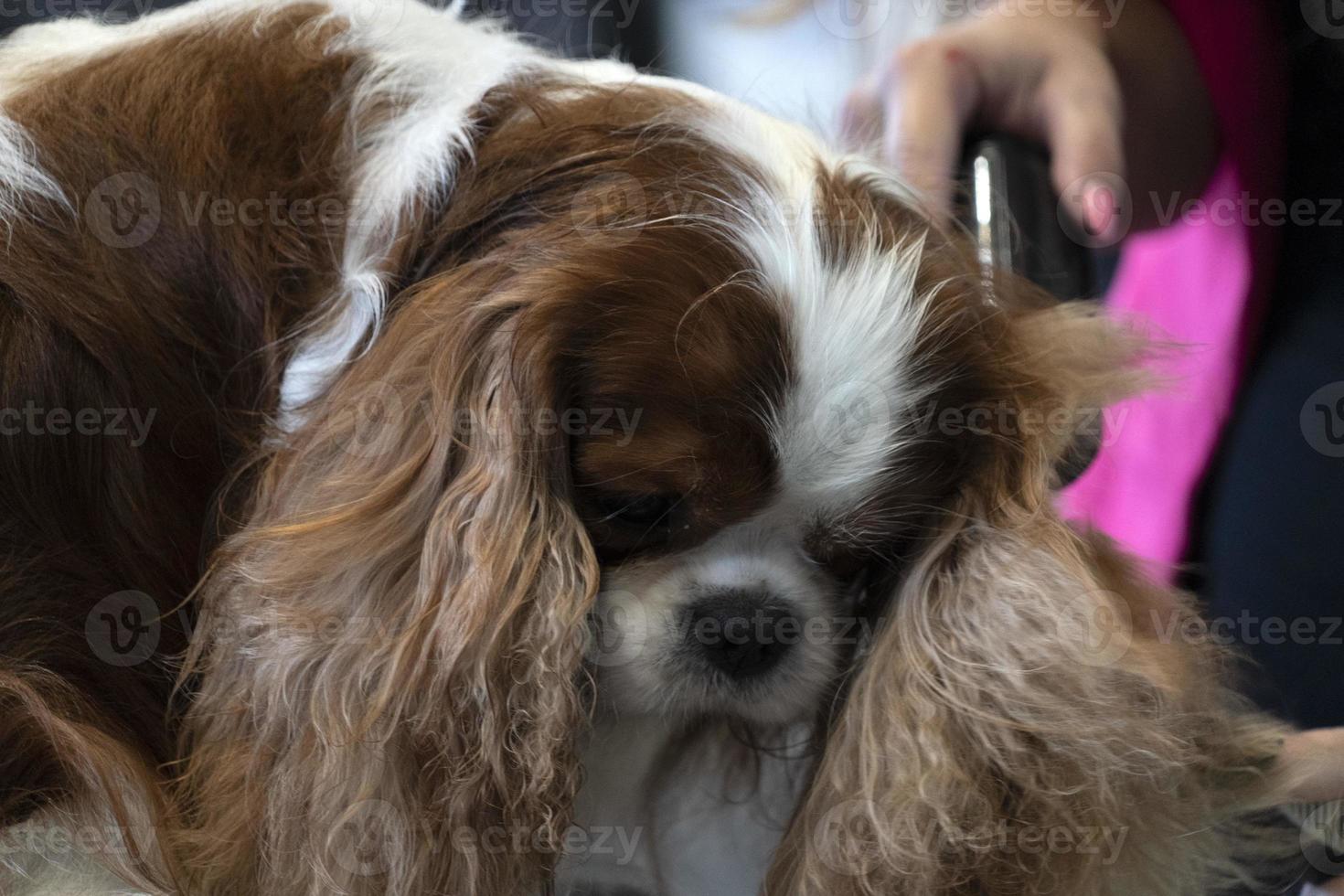 chevalier re cane vicino su essere pettinato foto