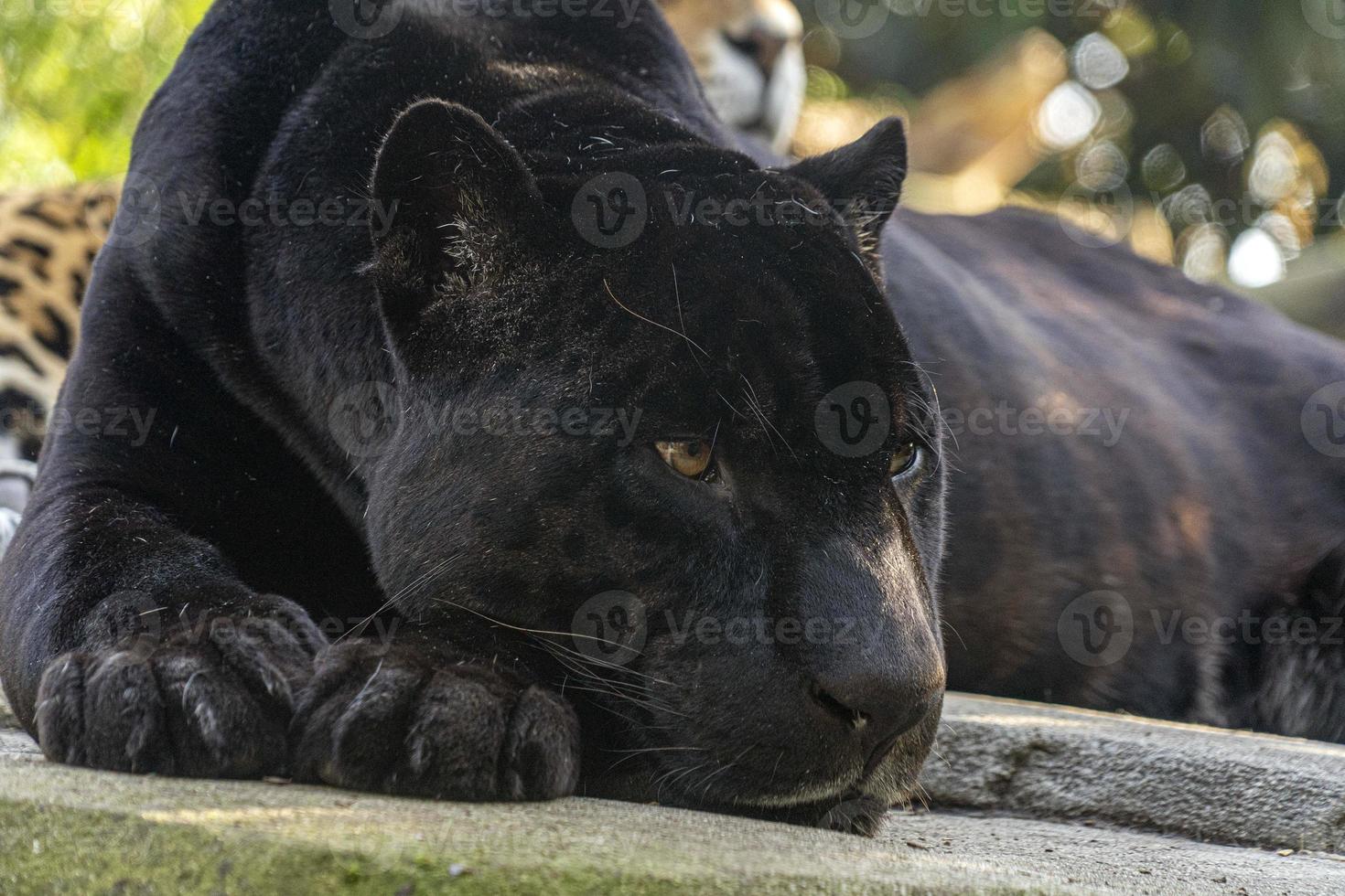 nero pantera vicino su ritratto foto