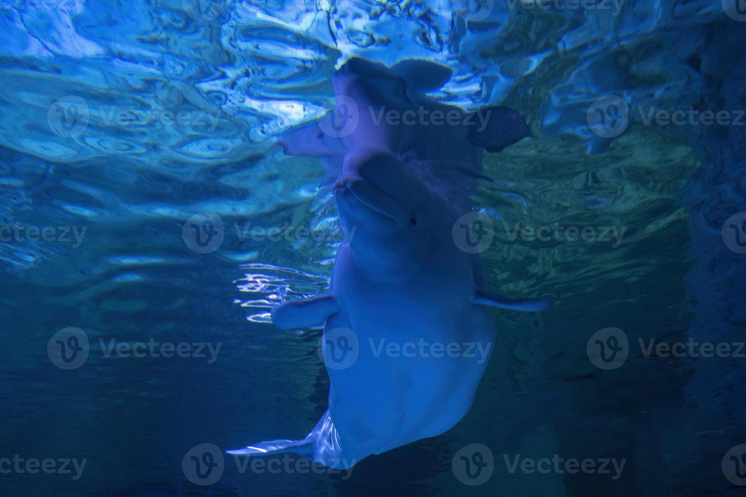 beluga acquario vicino su dettaglio foto