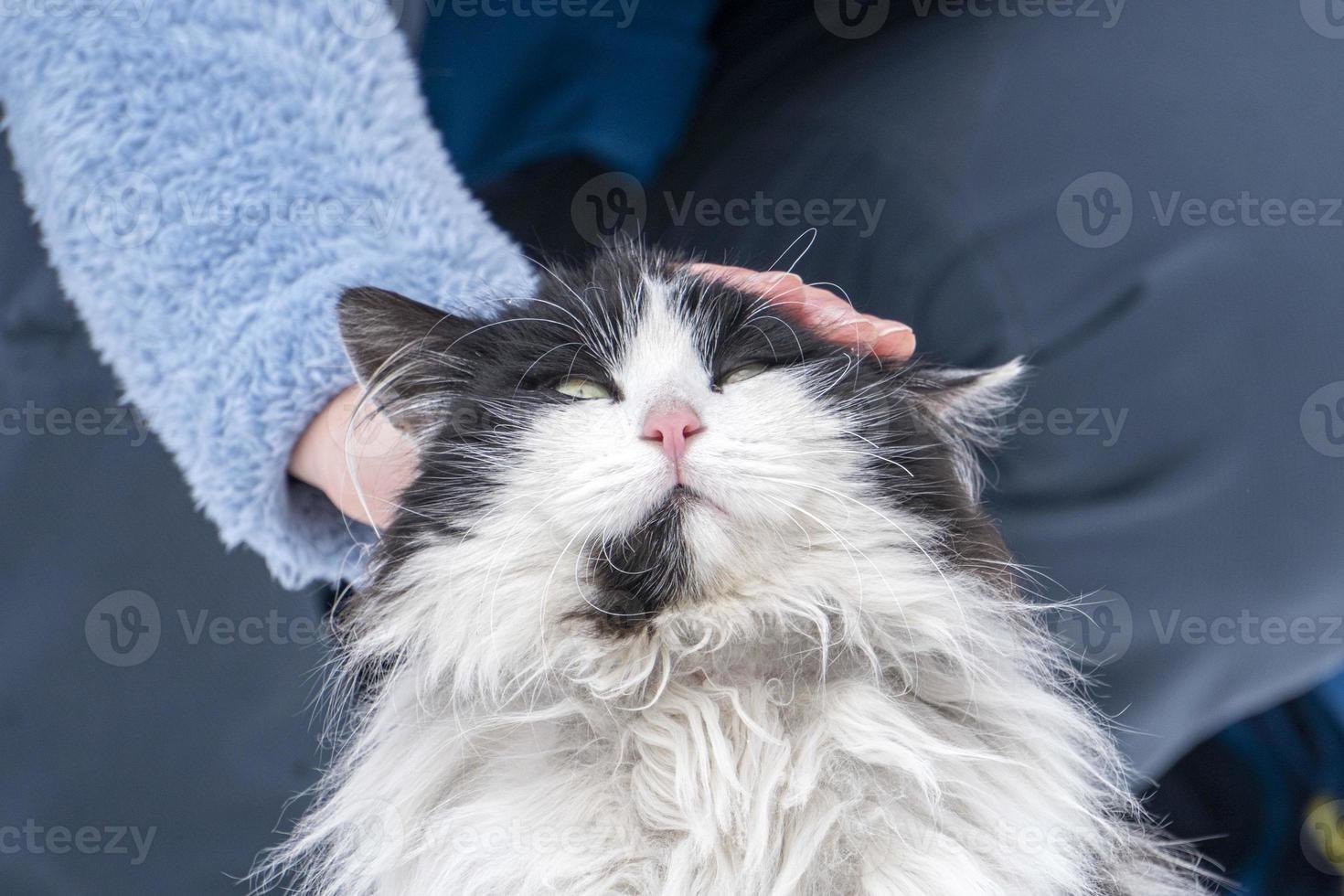 umano mano carezzevole gatto ritratto nel il neve sfondo foto