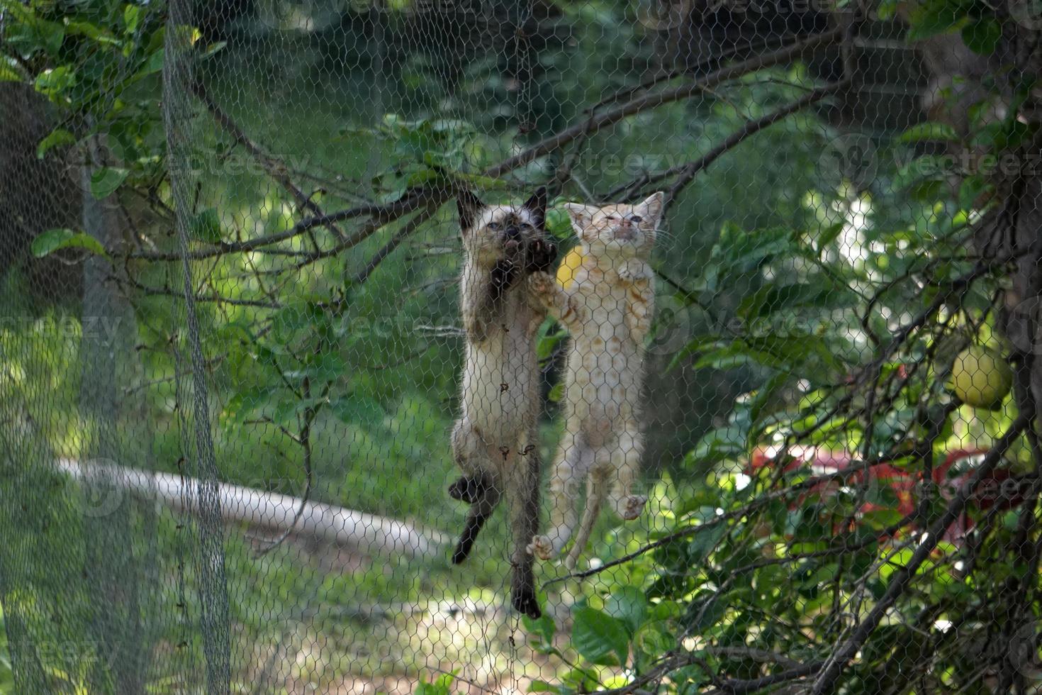 gatto neonato gattino arrampicata su metallico netto foto