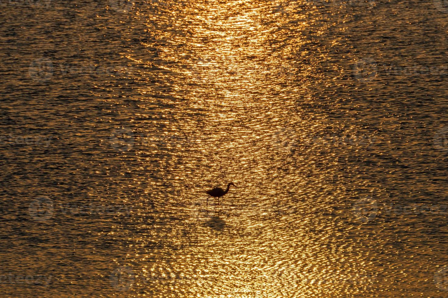 bianca Airone a caccia a tramonto nel il palude foto