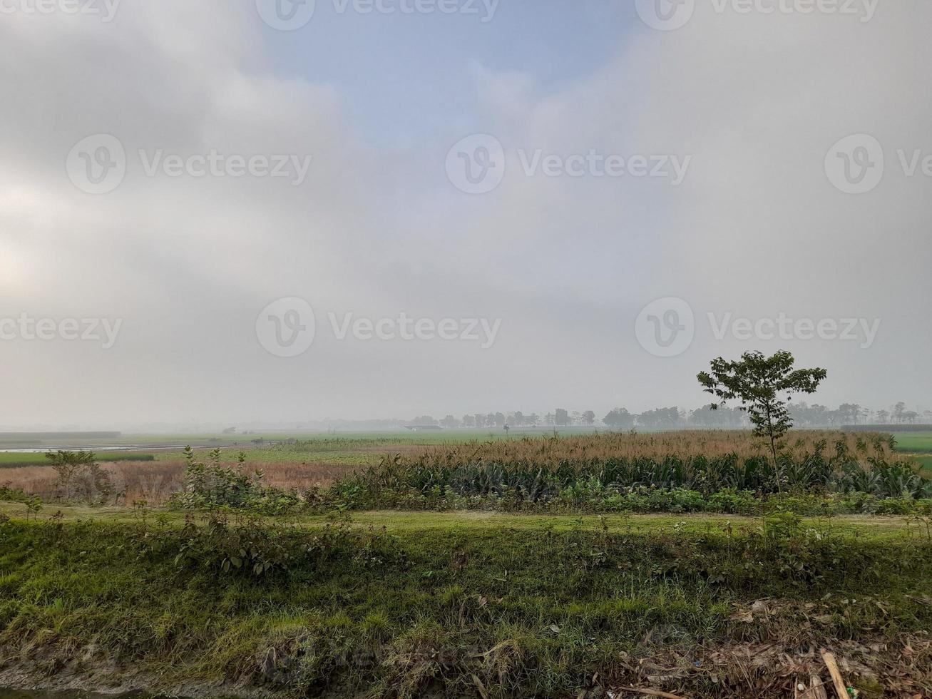 paesaggio con bellissimo campi di grano. bello rurale natura. illimitato spazio. foto