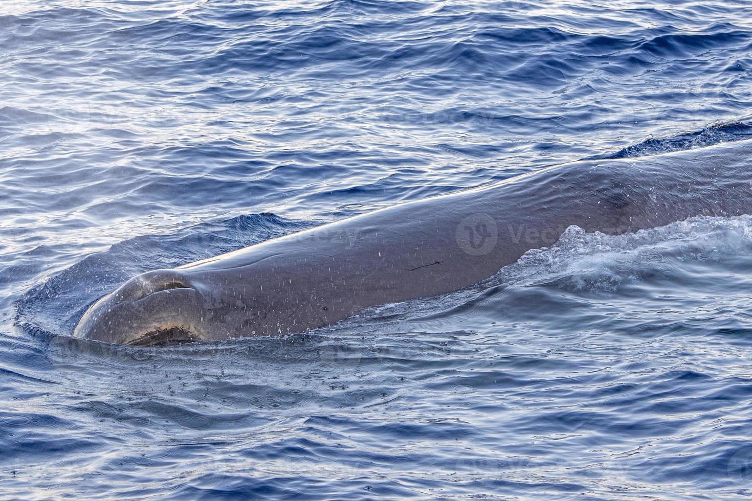 sperma balena a tramonto nel mediterraneo mare foto