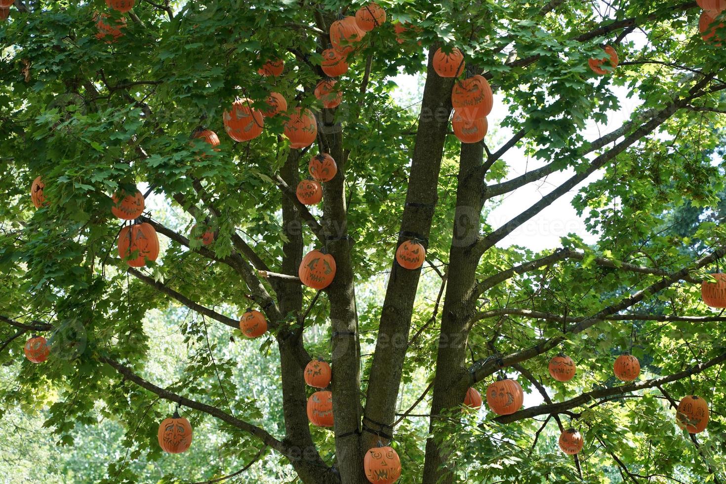 lavorato Halloween zucca sospeso da un un' albero foto