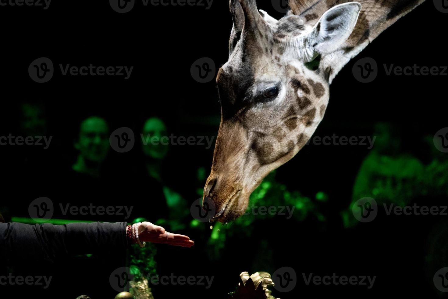 circo giraffa vicino su ritratto foto