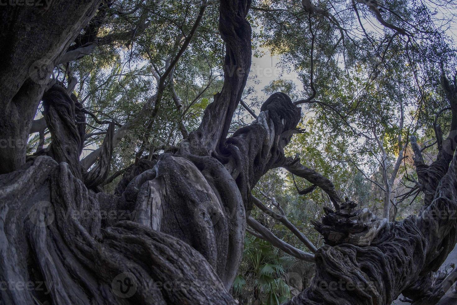 300 anno vecchio oliva albero nel san Francisco javier vigge biaundo missione loreto foto