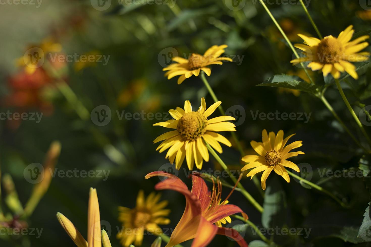 impianti nel giardino. dettagli di natura nel autunno. le foglie e steli. foto