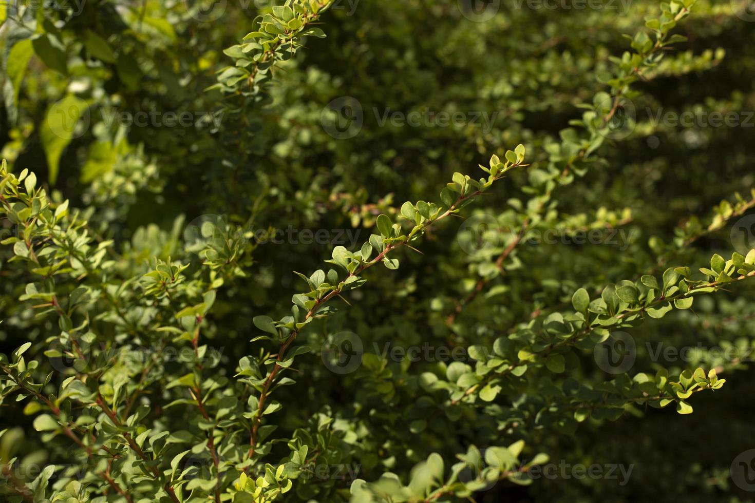 verde cespuglio. magro rami con piccolo le foglie. dettagli di natura nel parco. foto