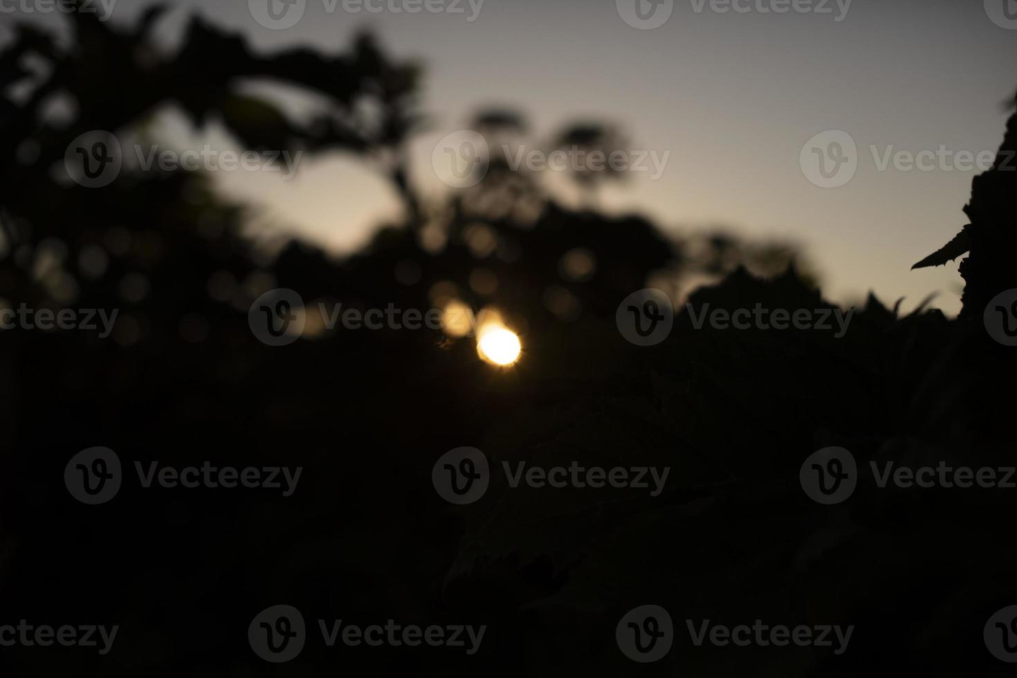 sole brilla attraverso pianta a tramonto. dettagli di natura. poco sole nel boschetti. foto