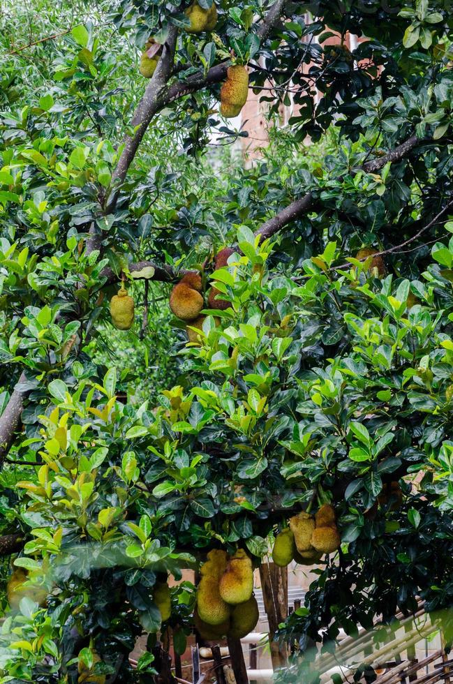 numerose tropicale albero jackfruits nel mine Gerais, brasile foto