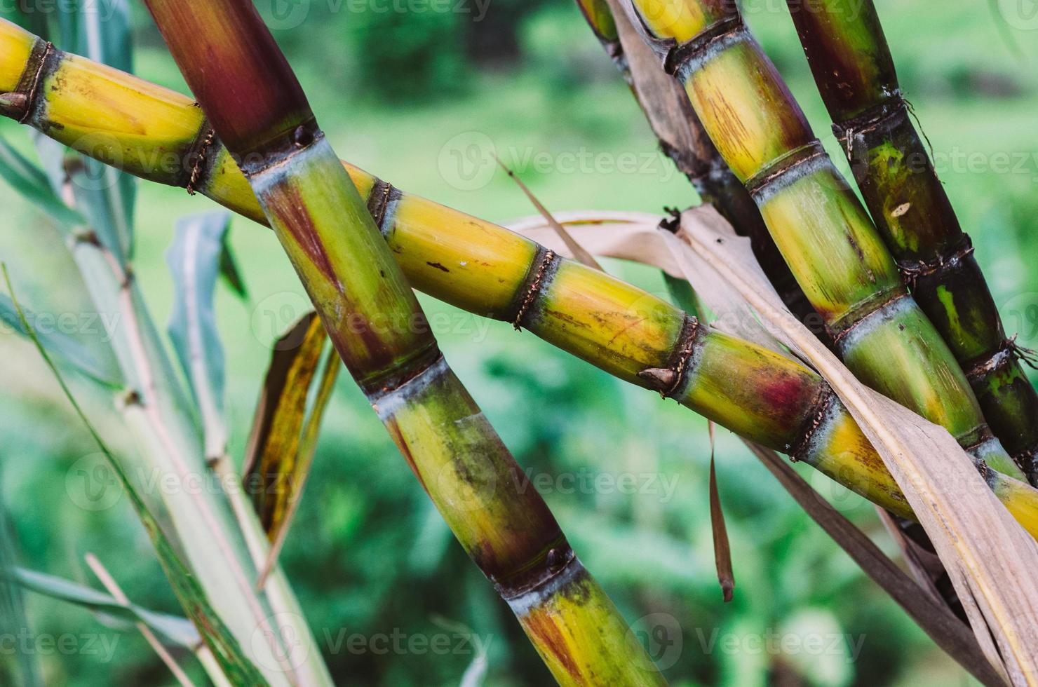 vicino su canna da zucchero, fresco zucchero canna per estrazione il succo foto