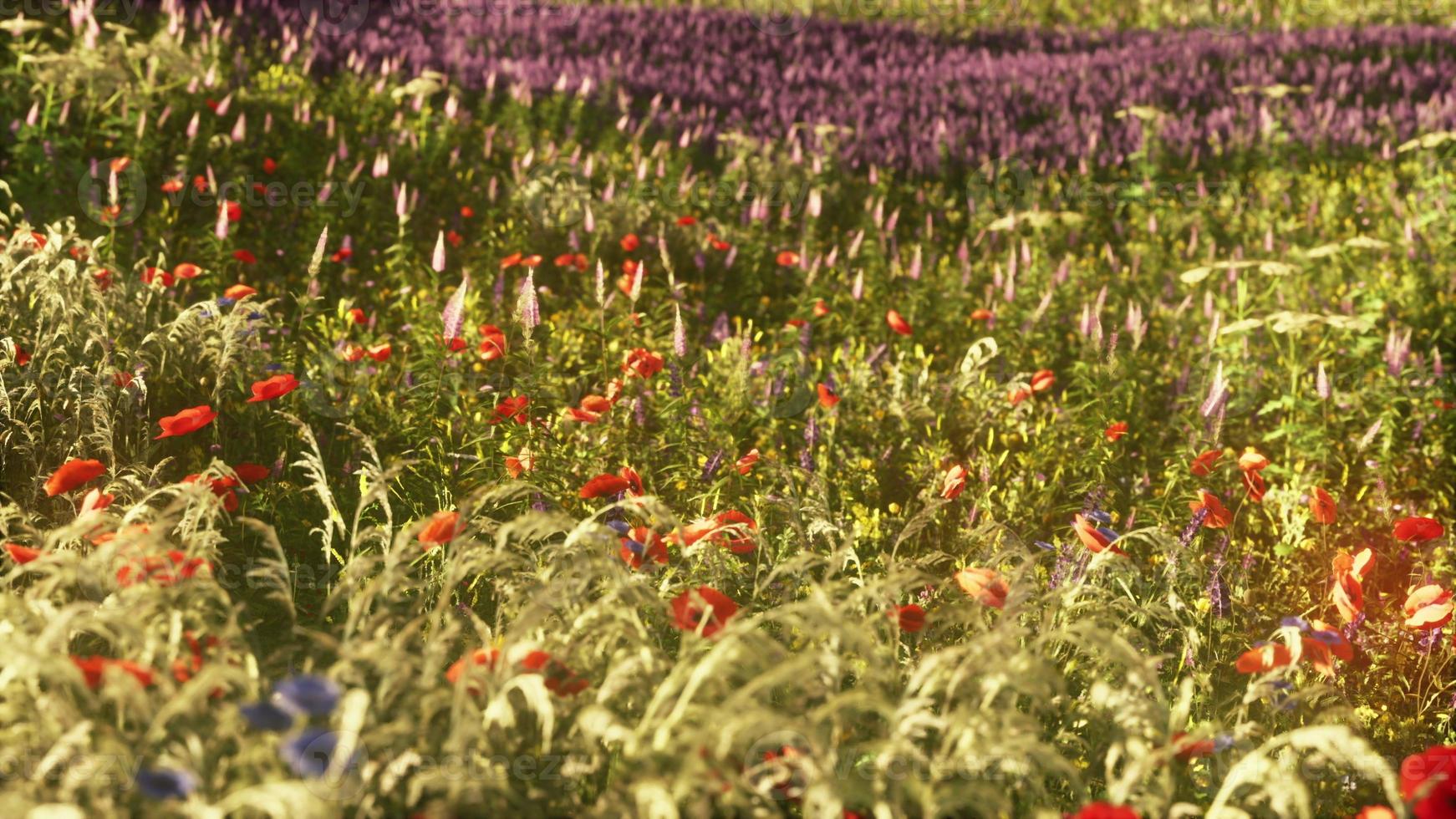 bellissimo soleggiato giorno nel campagna foto