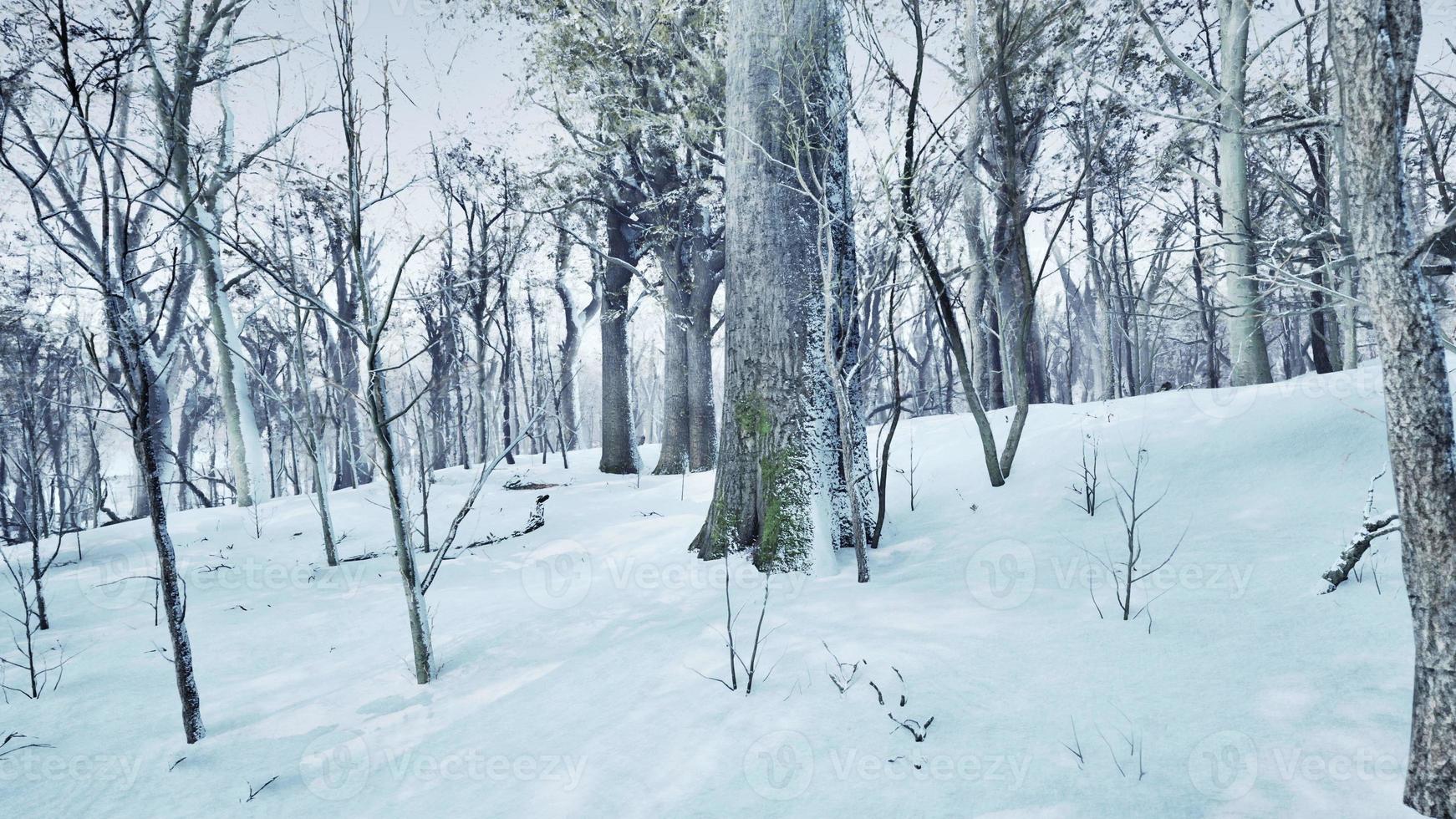 caldo inverno tramonto splendente attraverso un' foresta con alto pino alberi foto