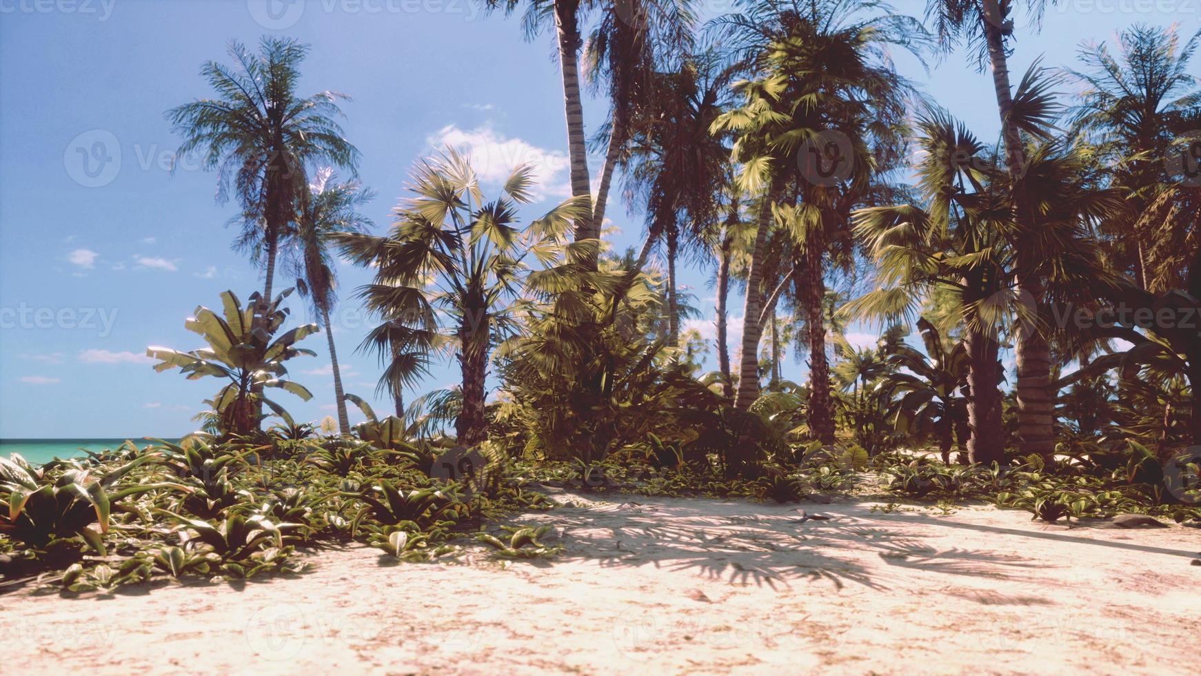 tropicale Paradiso con bianca sabbia e palma alberi foto