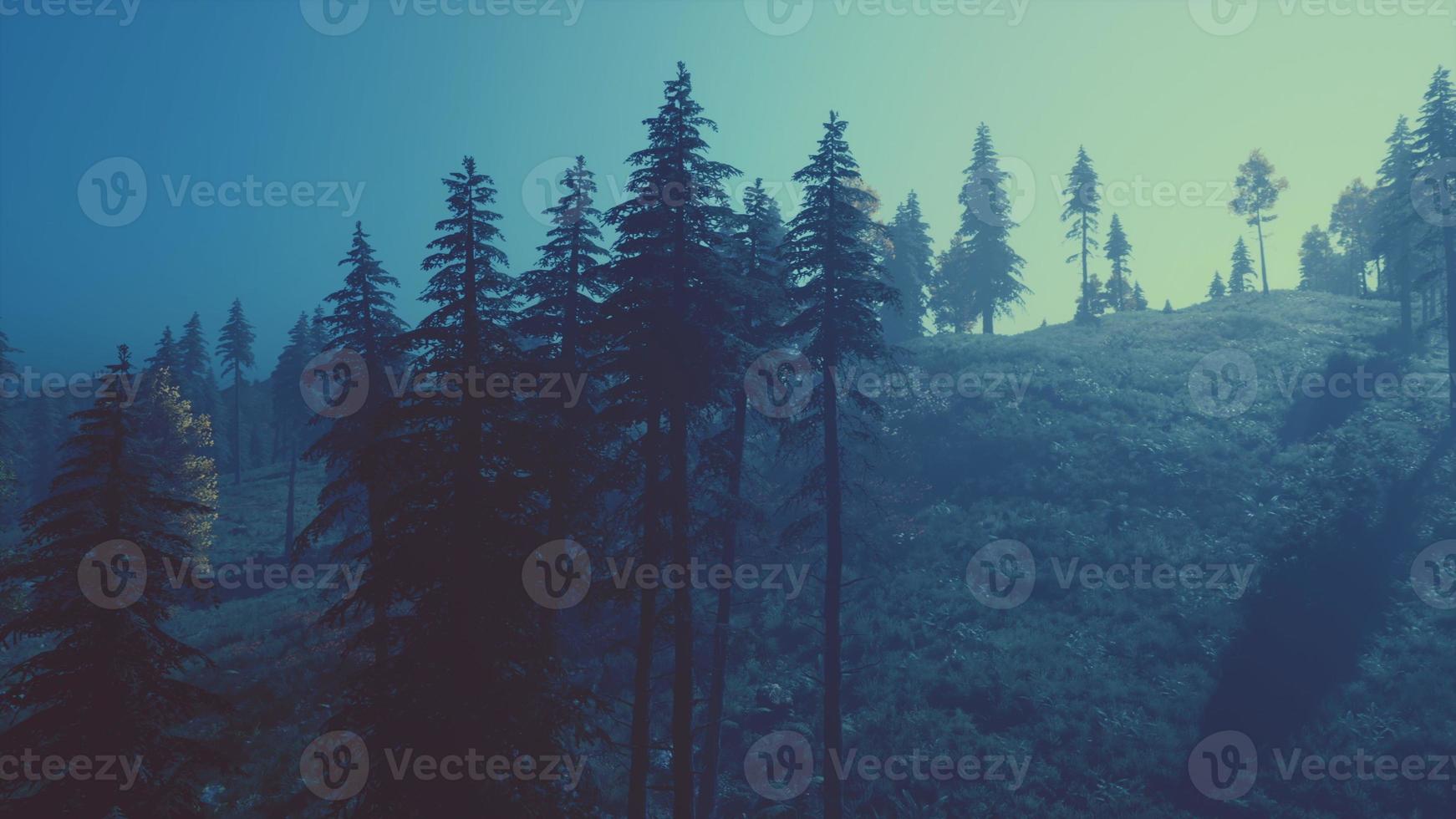 sempreverde abete alberi con coni, picchi di francese Alpi montagne foto