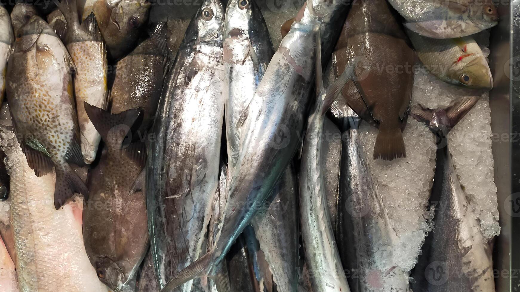 fresco pesce Schermo a il mercato. foto