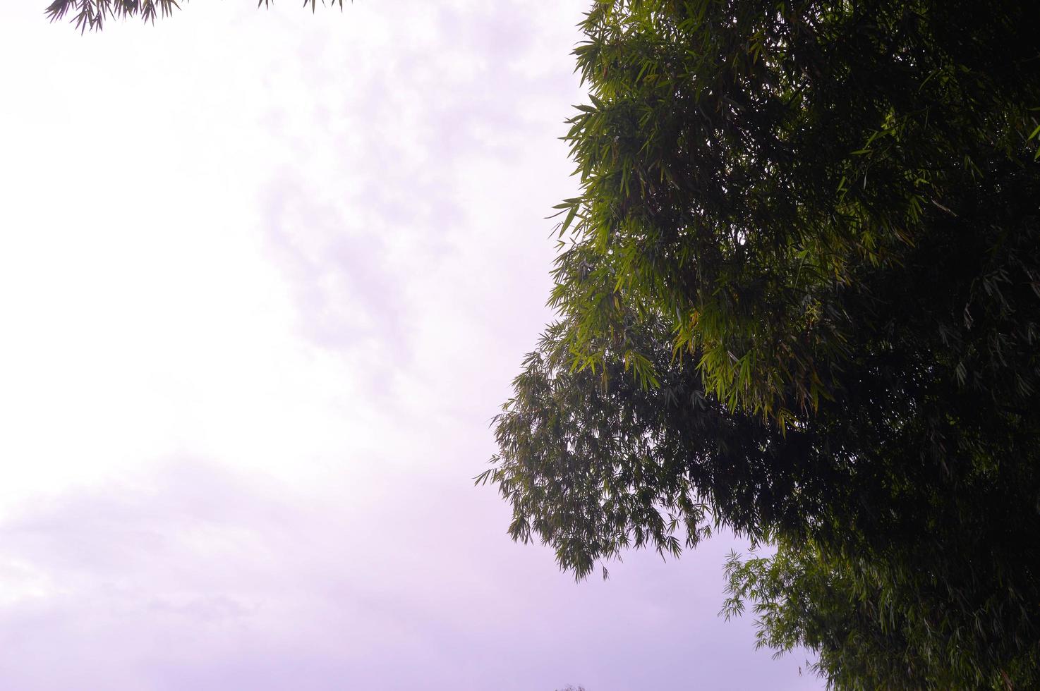 silhouette di denso bambù le foglie foto