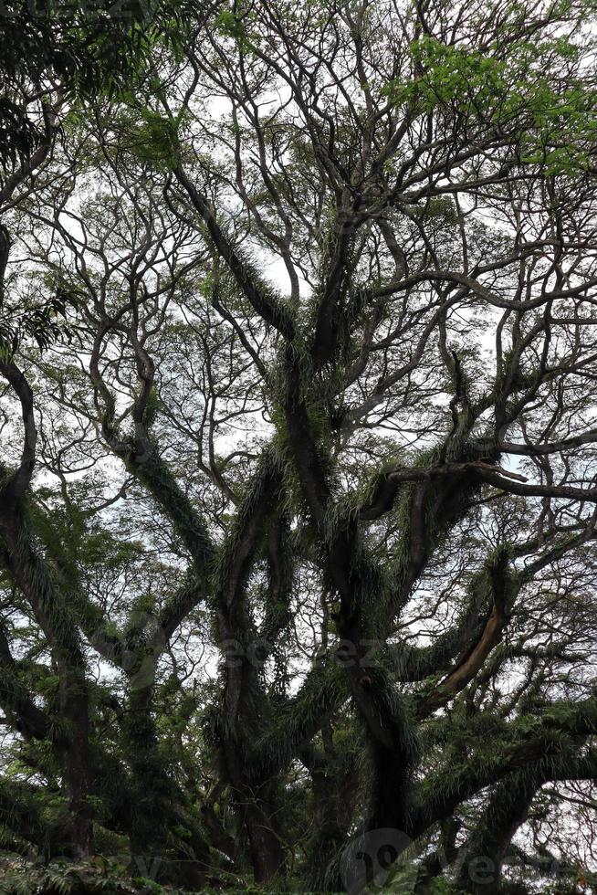 panorama di il protetta foresta di de djawatan benculuk banyuwangi, Indonesia foto