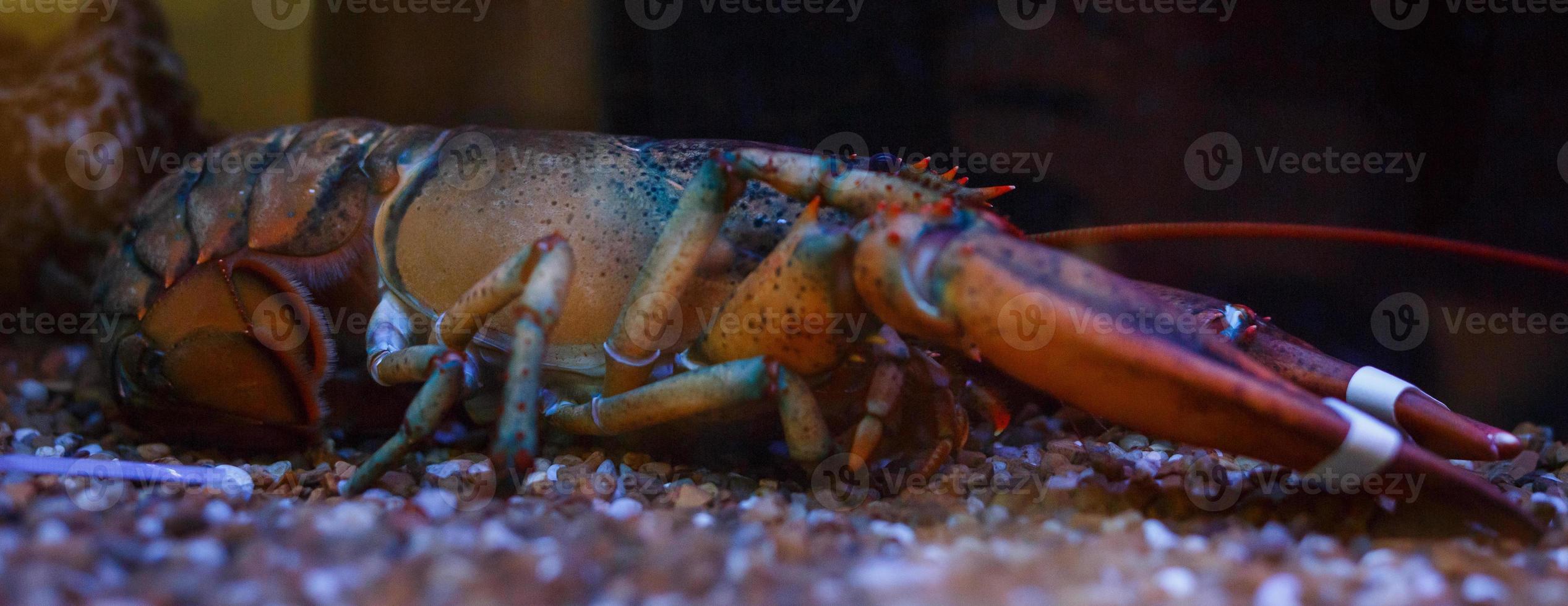 avvicinamento e selettivo messa a fuoco di gigante fango Granchi. cattività legato su offerto per mare cibo. foto