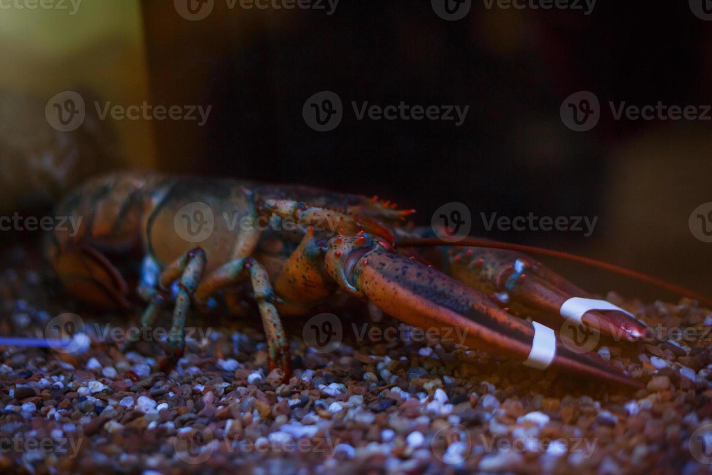 avvicinamento e selettivo messa a fuoco di gigante fango Granchi. cattività legato su offerto per mare cibo. foto