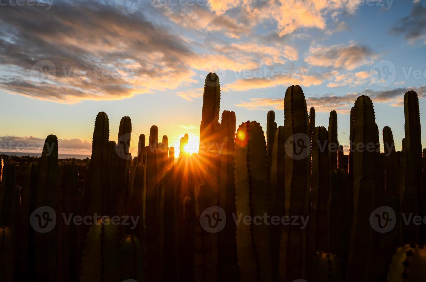 deserto Visualizza con cactus foto