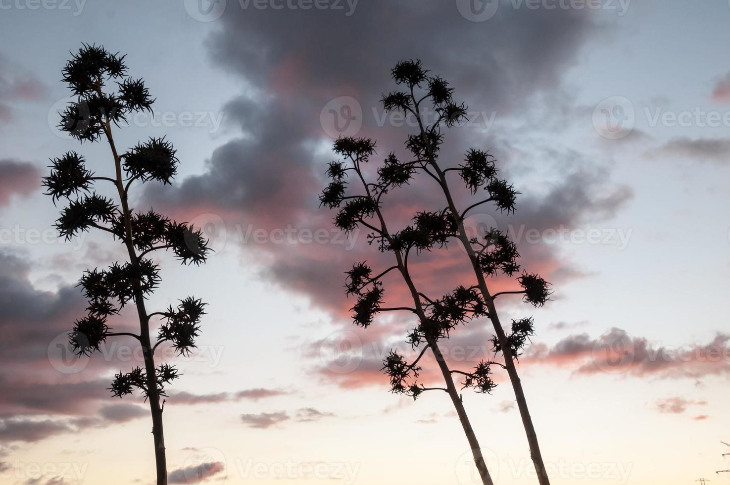 Visualizza di alberi foto