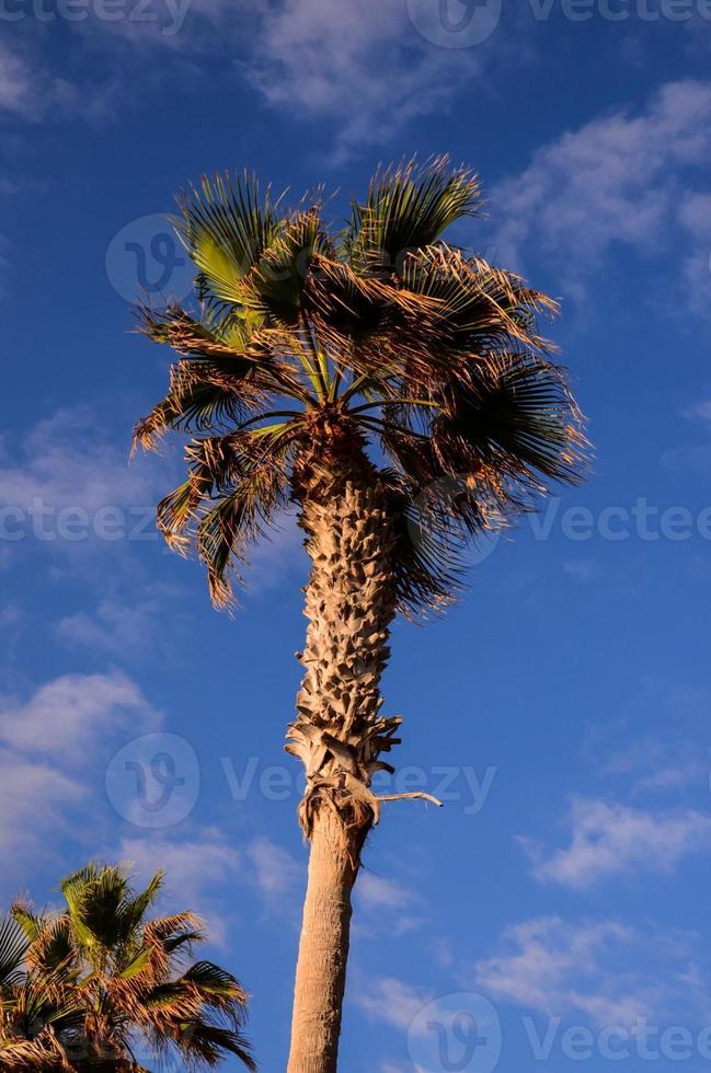 Visualizza di palma albero foto