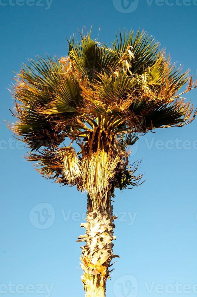 palma albero Visualizza foto