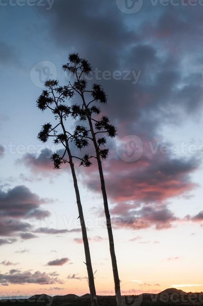 Visualizza di alberi foto