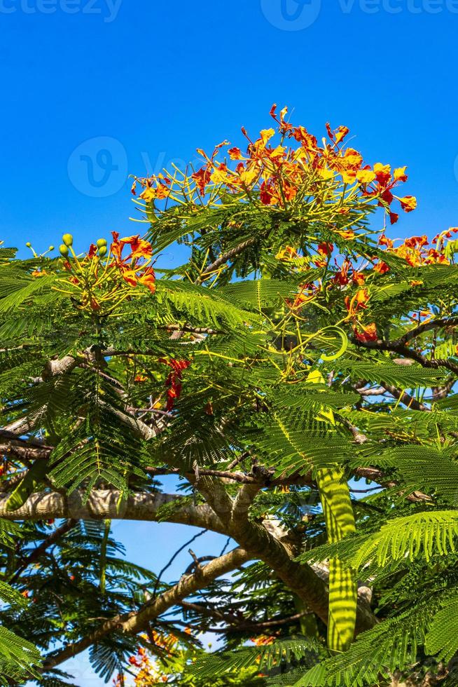 bellissimo albero di fiamma tropicale fiori rossi sgargianti delonix regia messico. foto