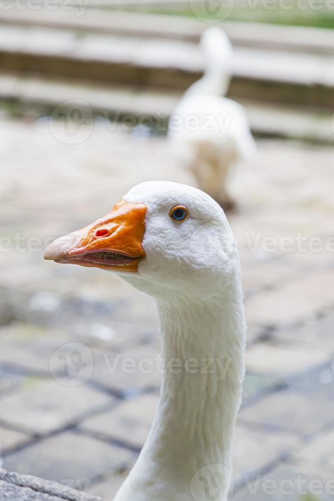 ritratto di bianca Oca testa con arancia becco foto