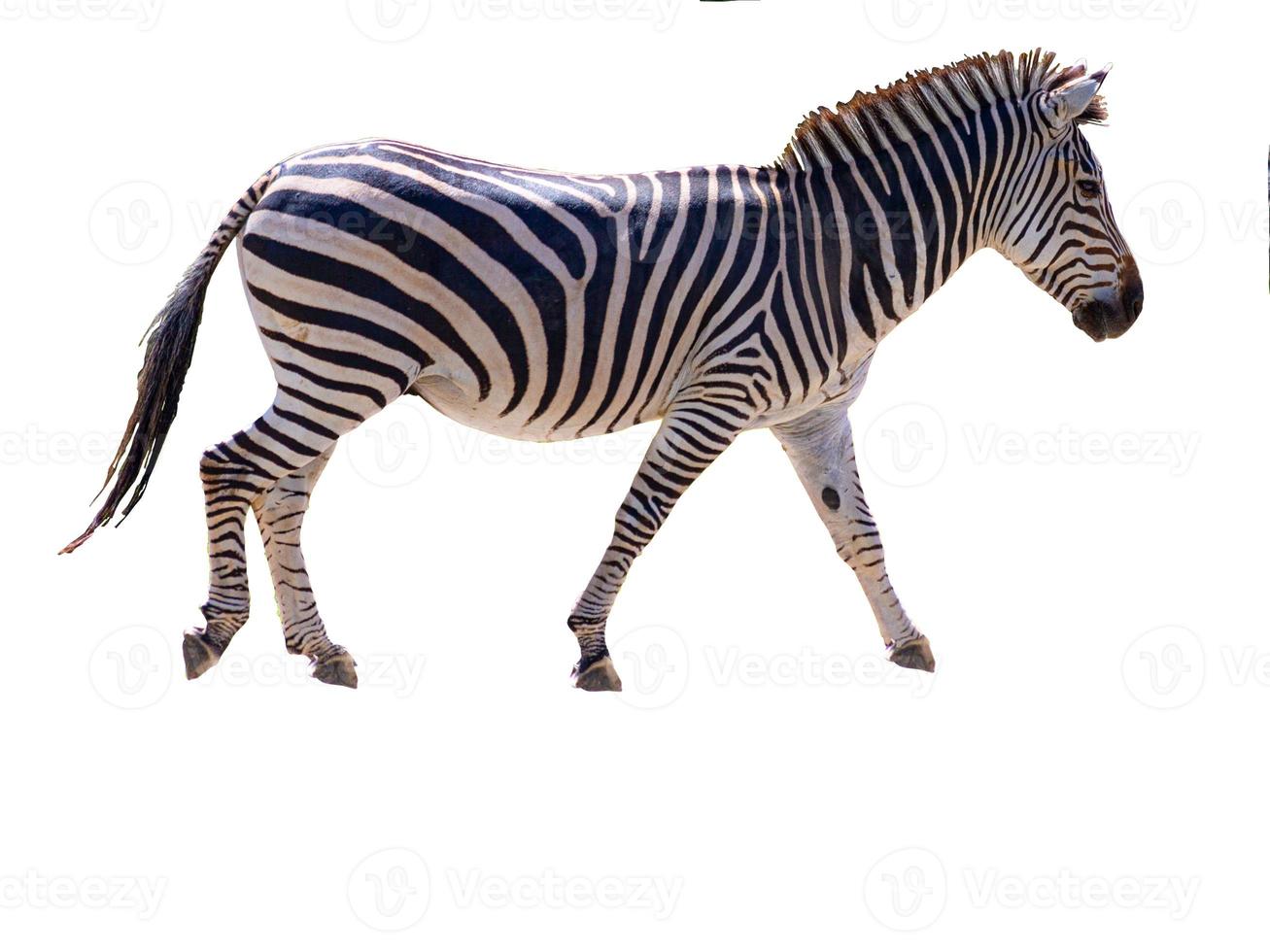 ritratto di un africano zebra con vuoto sfondo foto