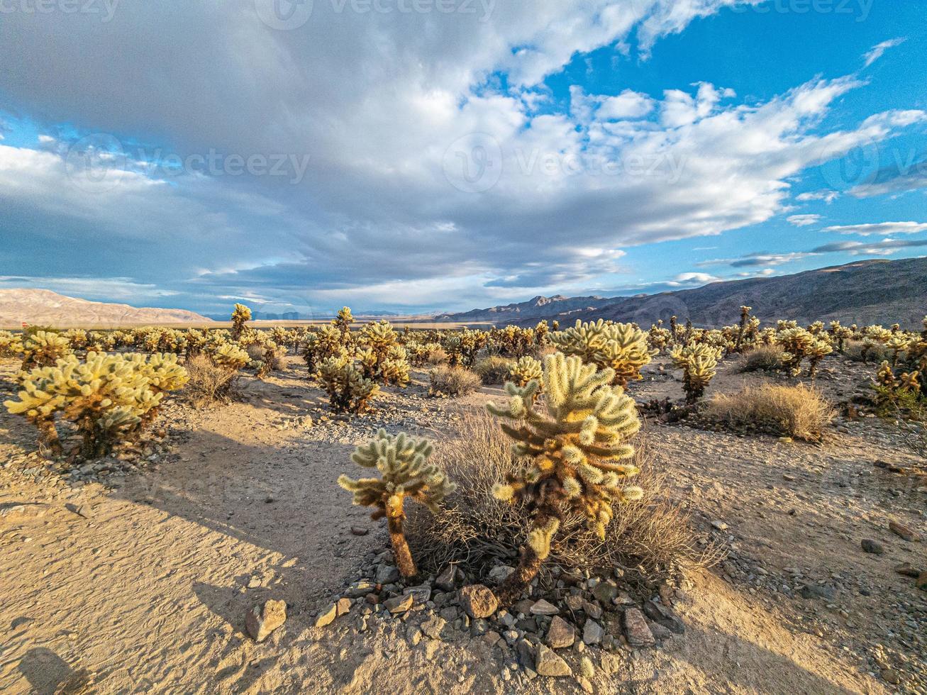 immagine al di sopra di il cactus campo di il cholla cactus giardino nel il jushua albero nazionale parco nel California foto