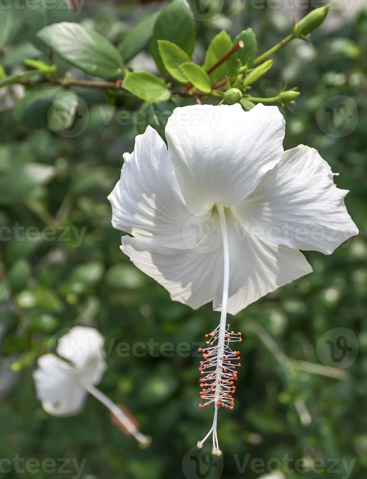 vicino su di bianca ibisco fiore con polline In piedi foto